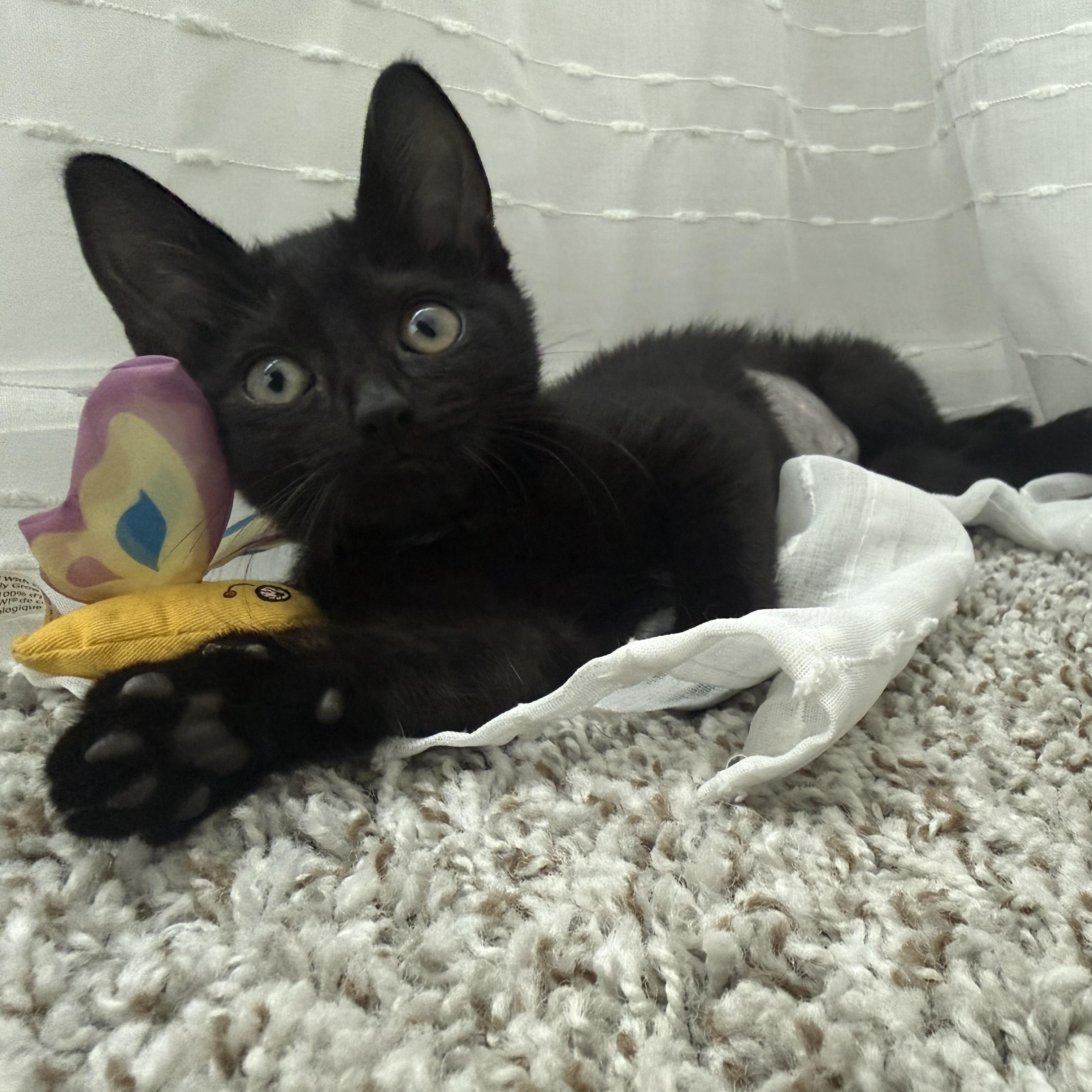 Enlarge Tempest, a ADOPTABLE Domestic Short Hair in Woodstock, GA image 3/4
