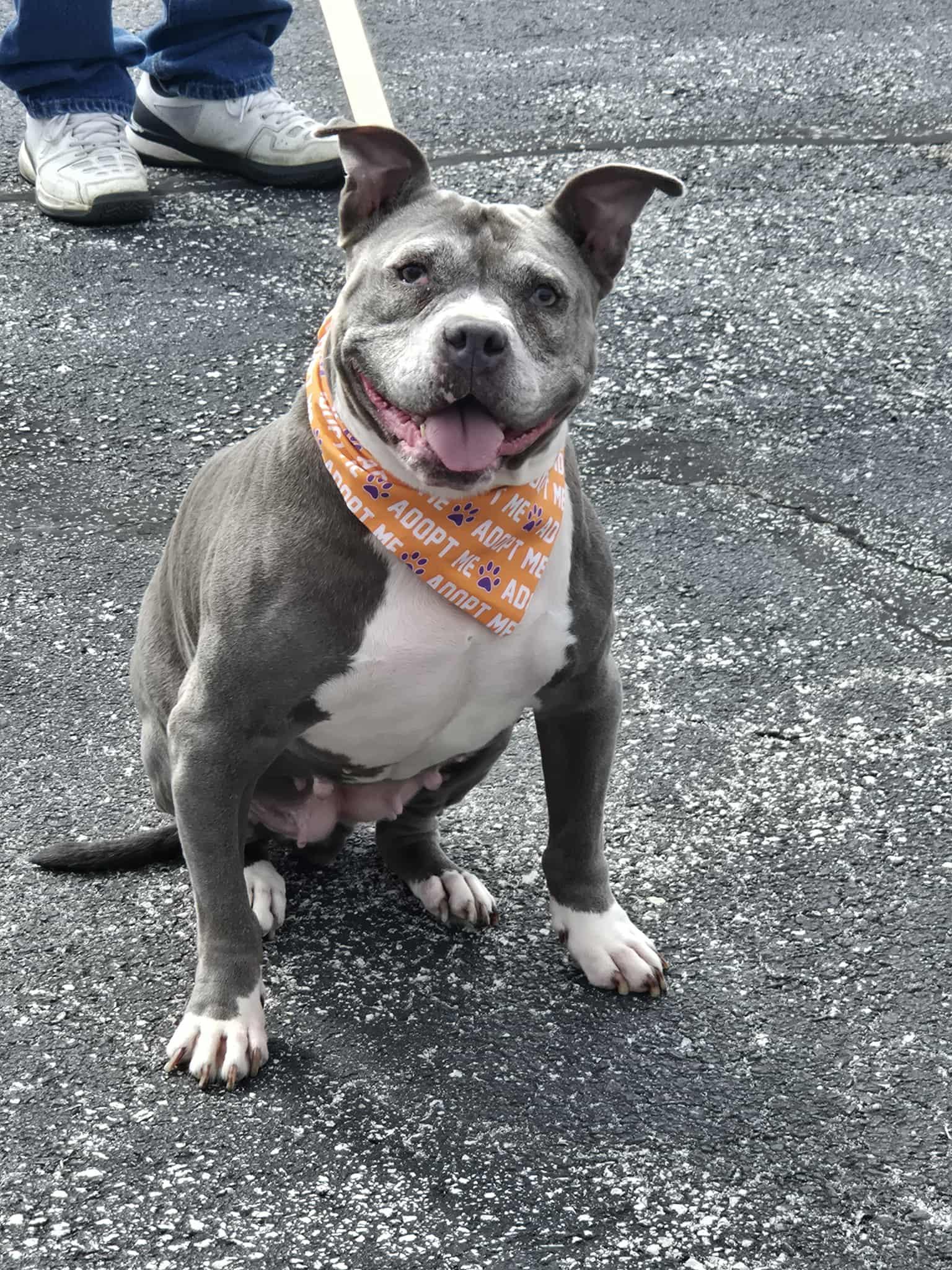 Kaci, Adoptable, Senior Female Terrier.