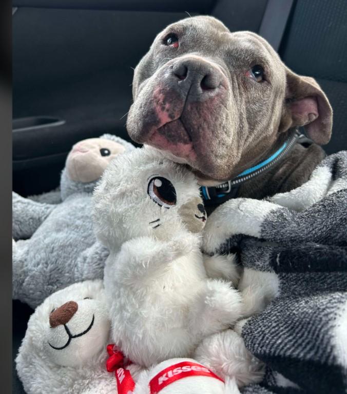 Kaci, a Adoptable mixed breed in Sheboygan, WI image 4/4