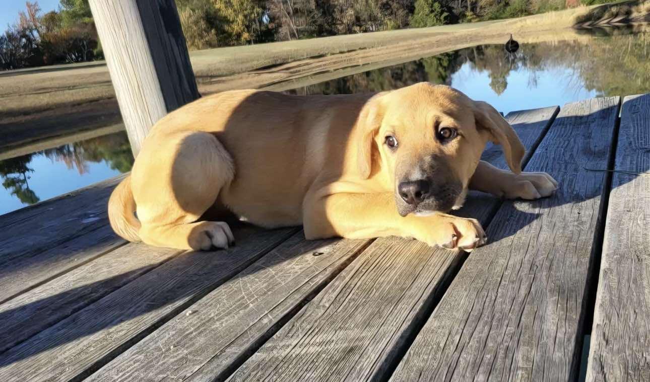 Butterball, a Adoptable Mixed Breed in Northwood, NH image 2/2