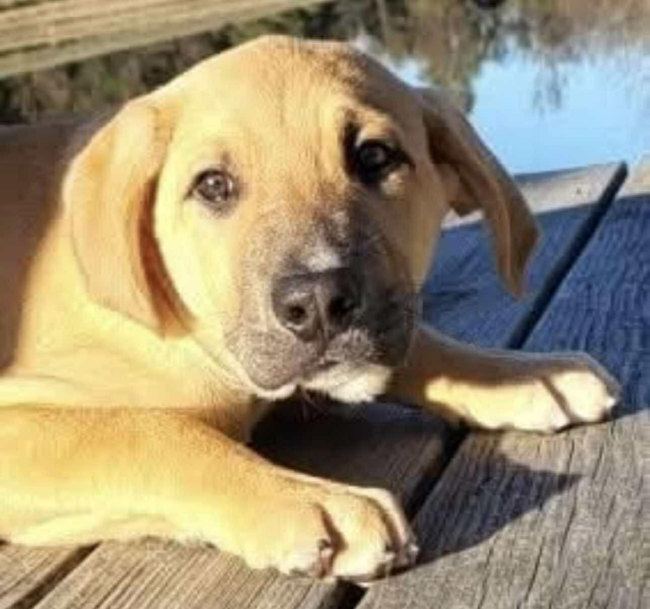 Butterball, a Adoptable Mixed Breed in Northwood, NH image 1/2