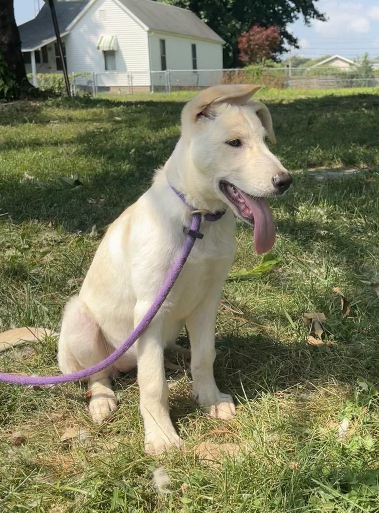 Puppiccino (in a FOSTER home)