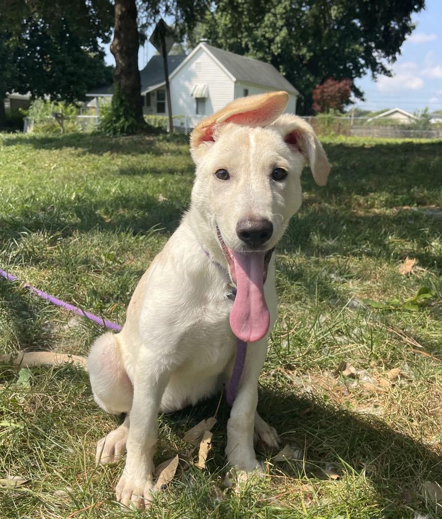 Puppiccino (in a FOSTER home)