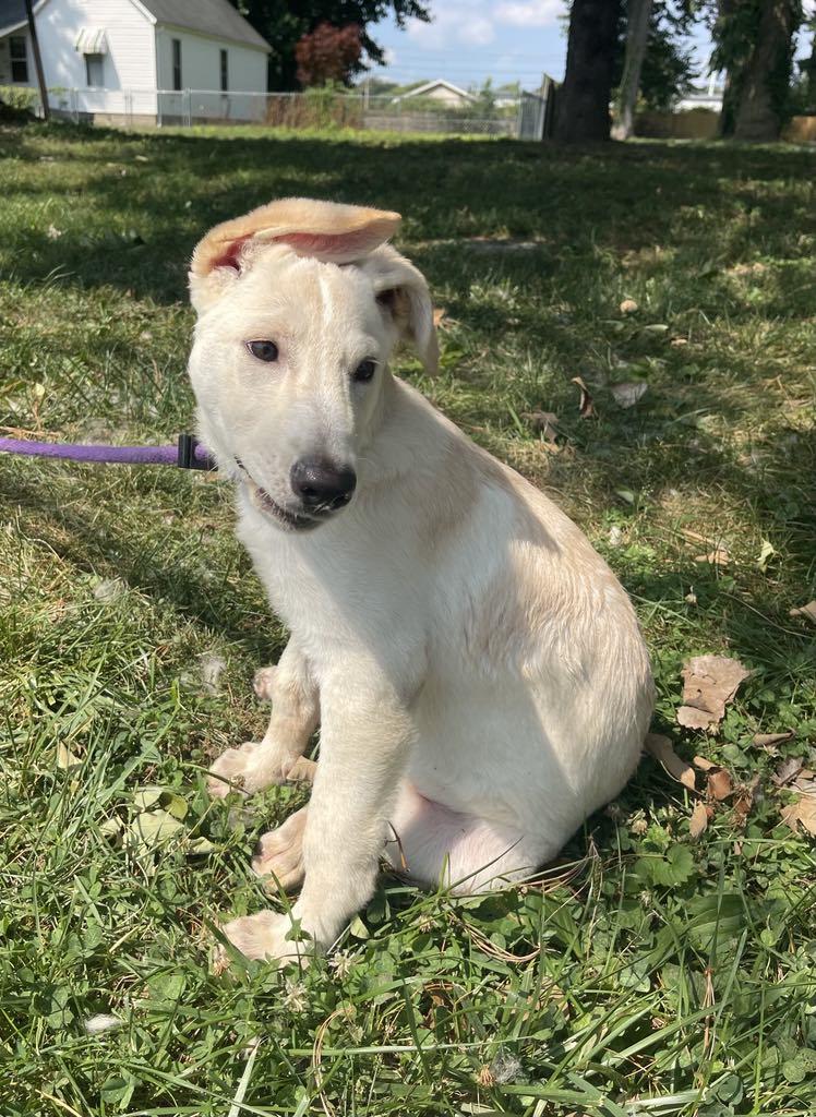 Puppiccino (in a FOSTER home)