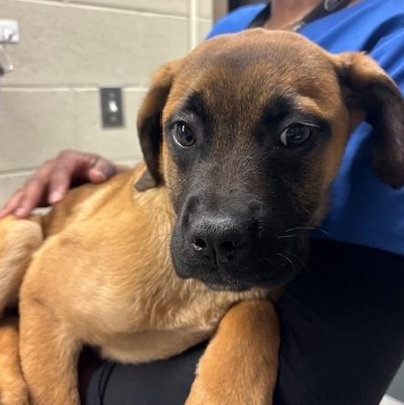 O'Hara, ADOPTABLE, Puppy Female Mastiff & Labrador Retriever.