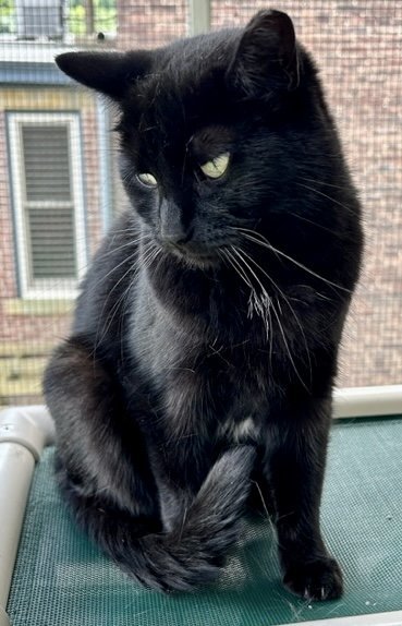 Layla, a Adoptable Domestic Short Hair in Pittsburgh, PA image 1/6