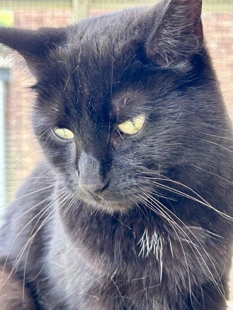 Layla, Adoptable, Adult Female Domestic Short Hair.