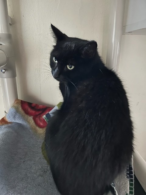 Layla, a Adoptable Domestic Short Hair in Pittsburgh, PA image 4/6