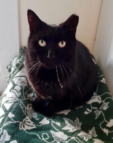 Enlarge Layla, a Adoptable Domestic Short Hair in Pittsburgh, PA image 3/3