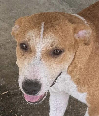 Enlarge Lancelot, a Adoptable Hound in Carrollton, GA image 1/2