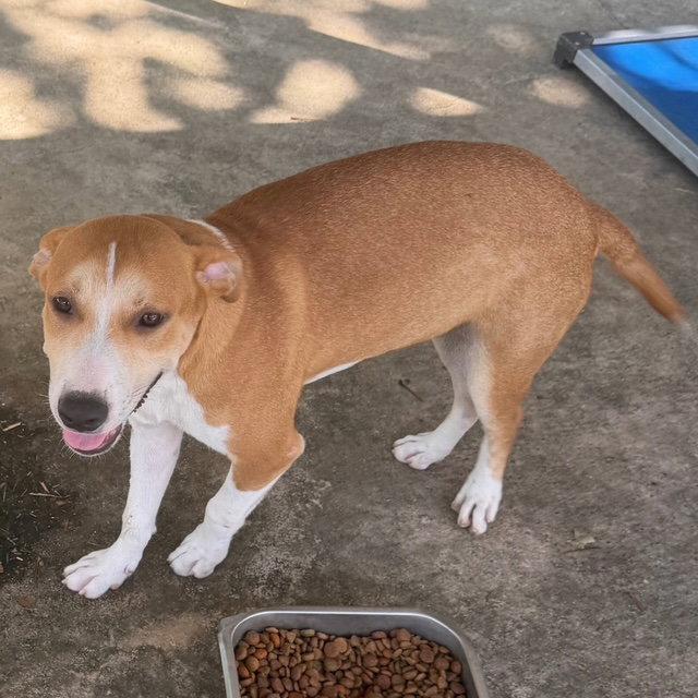 Enlarge Lancelot, a Adoptable Hound in Carrollton, GA image 2/2