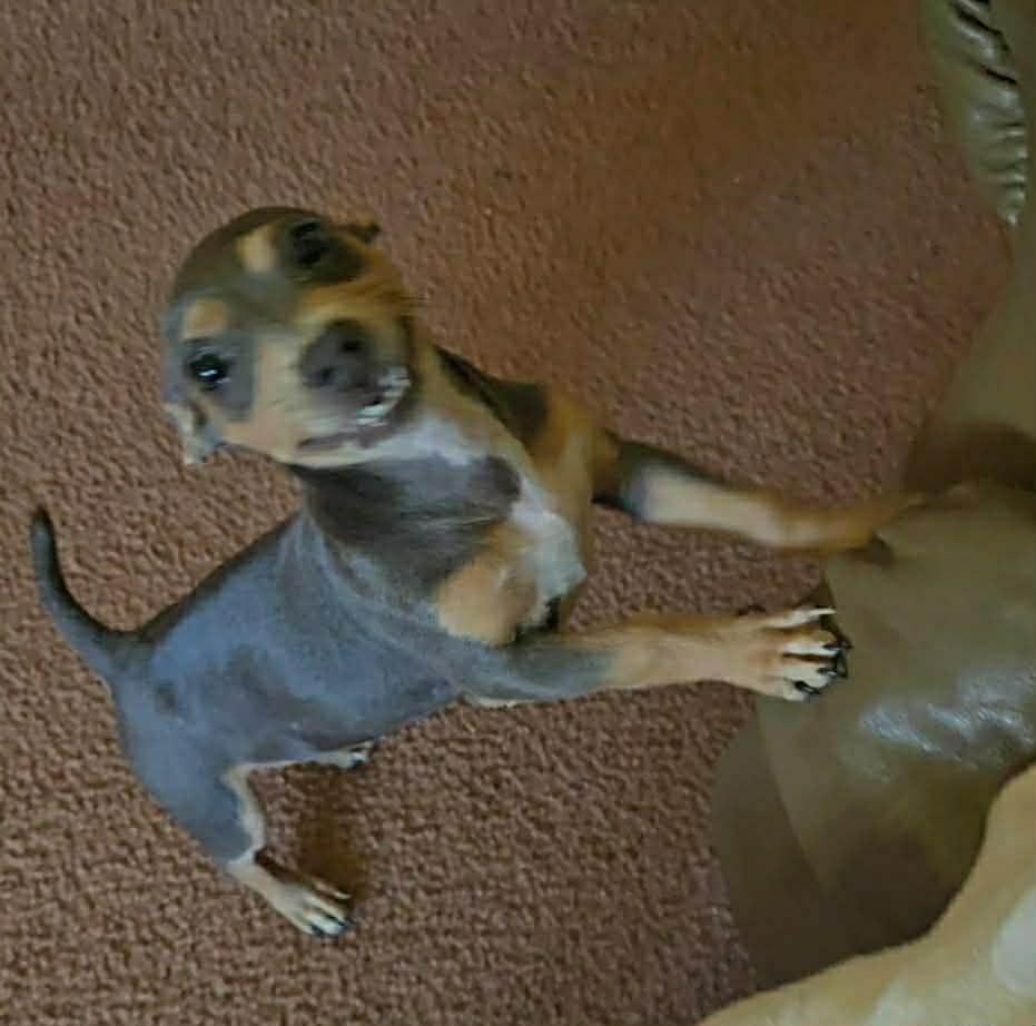 Enlarge Giggles, a ADOPTABLE mixed breed in Eugene, OR image 3/5
