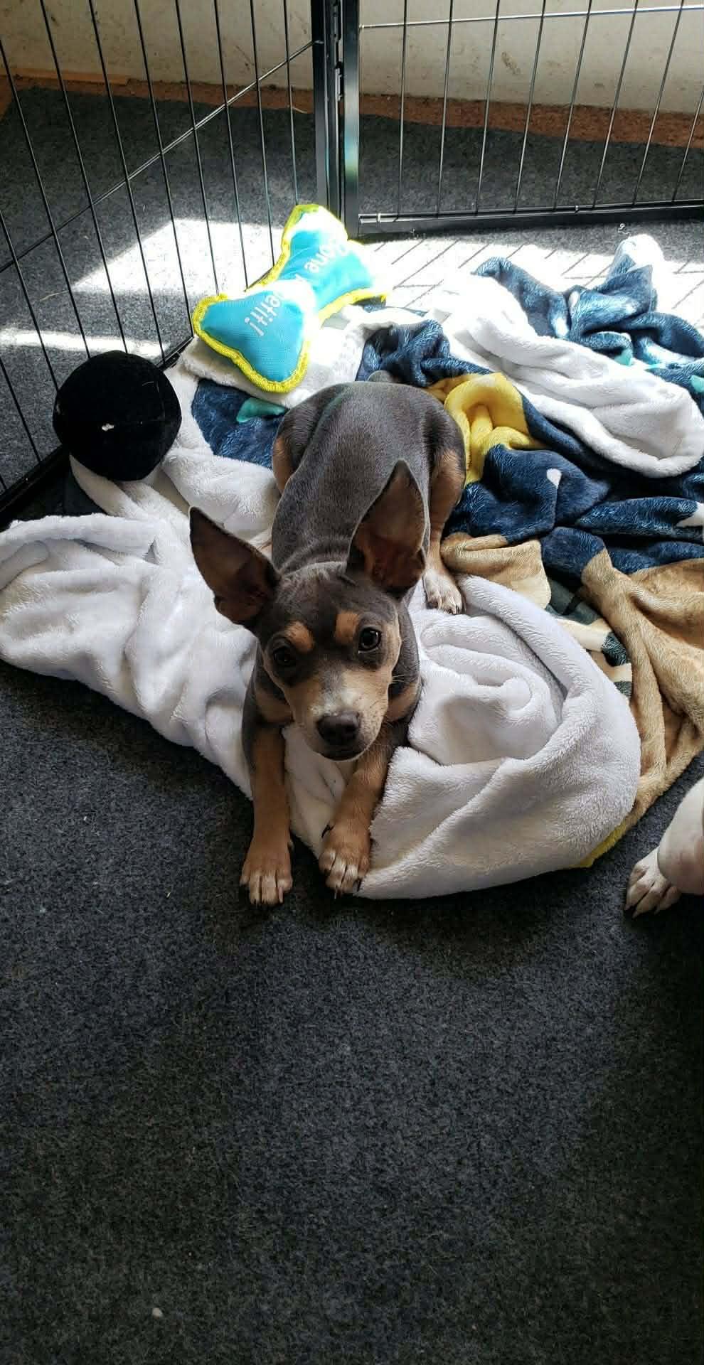 Enlarge Giggles, a ADOPTABLE mixed breed in Eugene, OR image 1/5