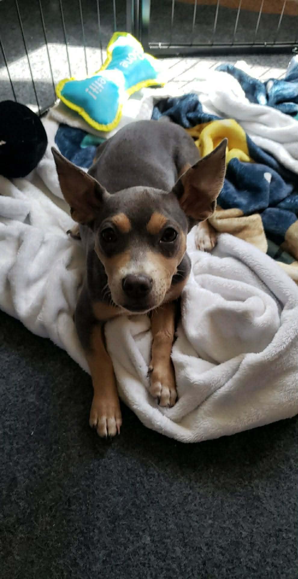 Enlarge Giggles, a ADOPTABLE mixed breed in Eugene, OR image 2/5