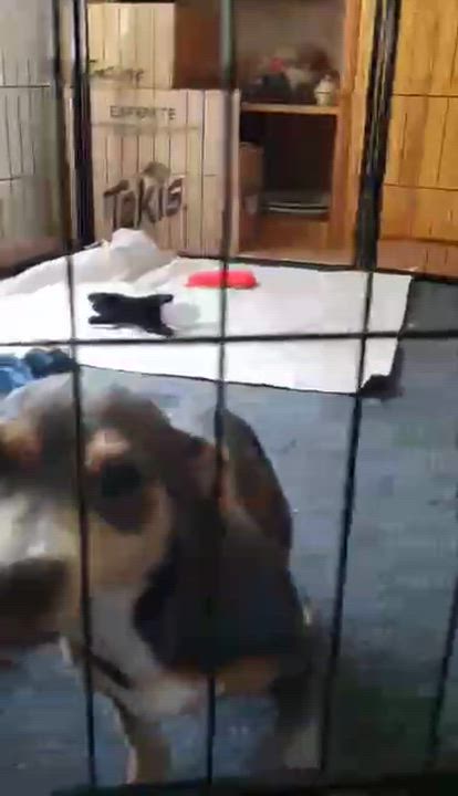 Enlarge Giggles, a ADOPTABLE mixed breed in Eugene, OR video 5/5