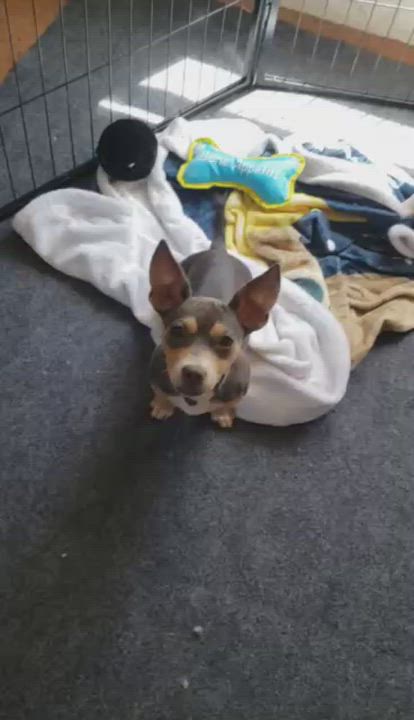 Enlarge Giggles, a ADOPTABLE mixed breed in Eugene, OR video 4/5