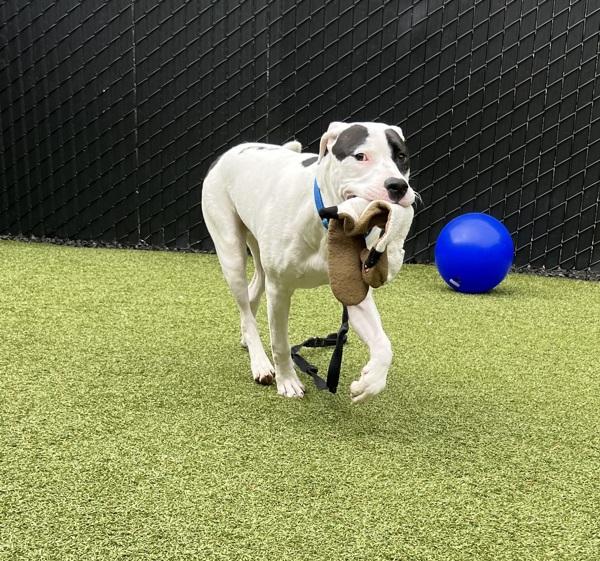 Harley, a Adoptable mixed breed in Silverdale, WA image 2/6