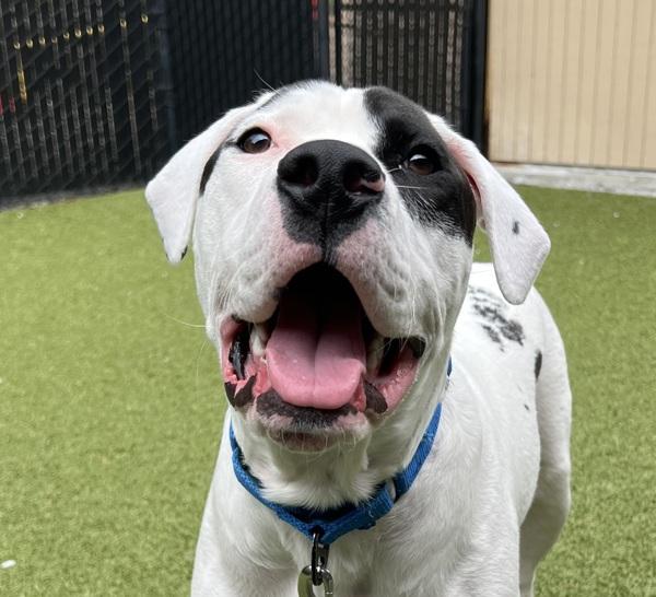 Harley, a Adoptable mixed breed in Silverdale, WA image 3/6