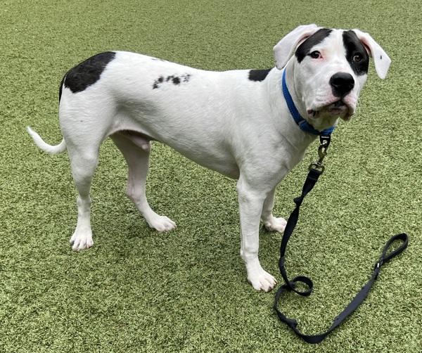 Harley, a Adoptable mixed breed in Silverdale, WA image 5/6