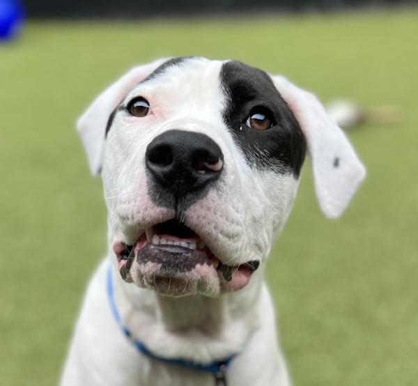 Harley, a Adoptable mixed breed in Silverdale, WA image 6/6