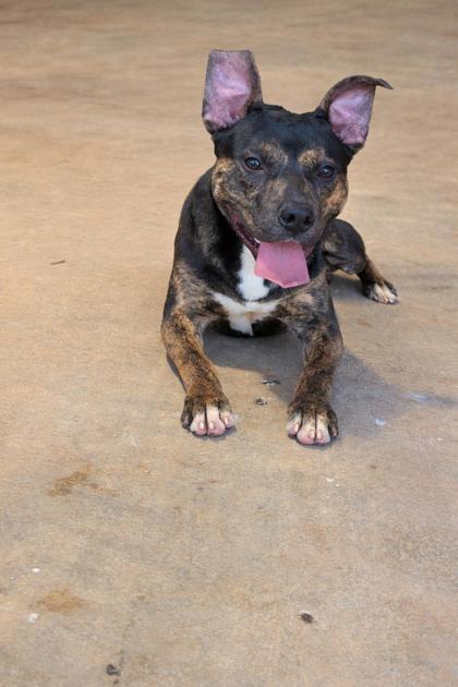 Scrappy, ADOPTABLE, Adult Male American Staffordshire Terrier.