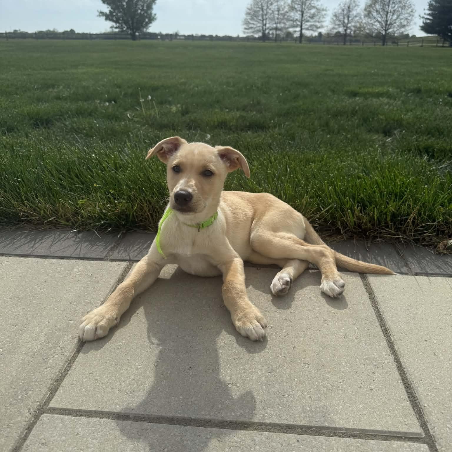 Enlarge Lane , an adopted mixed breed in Hatfield, PA image 3/4