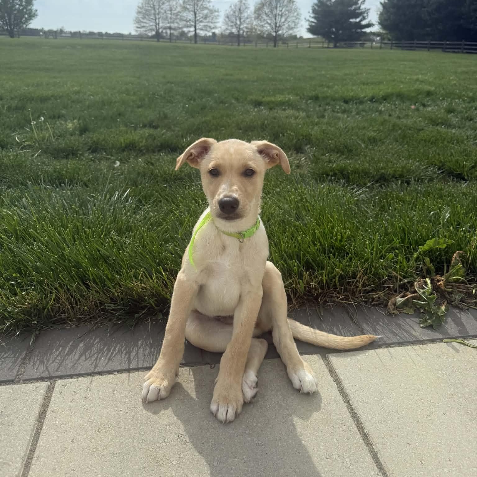 Enlarge Lane , an adopted mixed breed in Hatfield, PA image 4/4