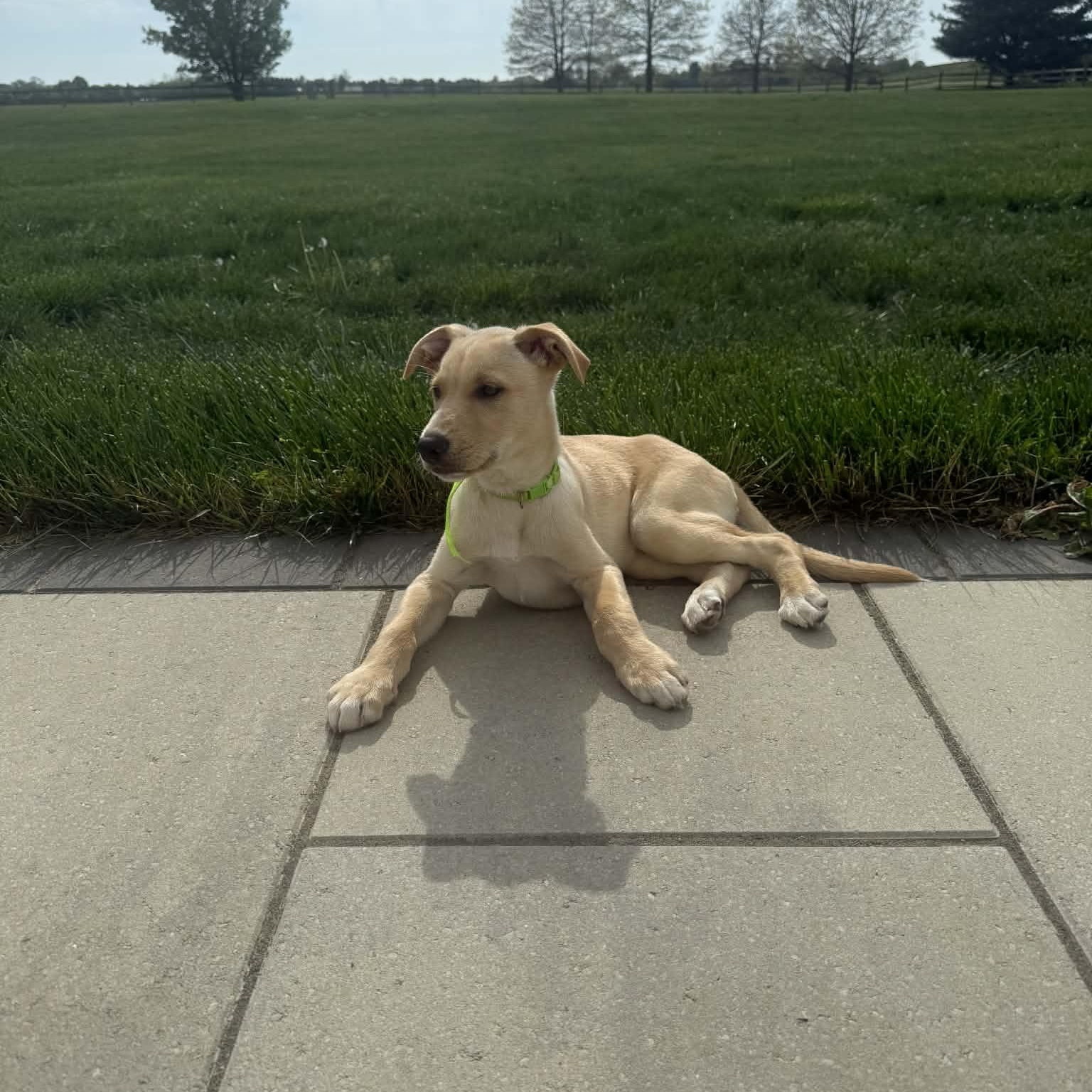 Enlarge Lane , an adopted mixed breed in Hatfield, PA image 1/4