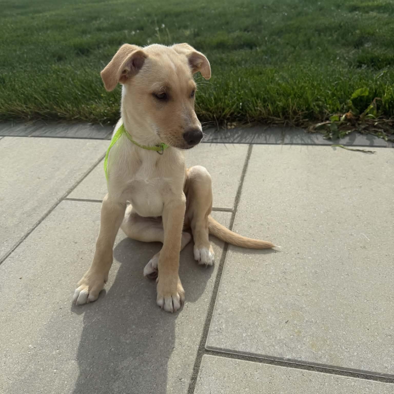 Enlarge Lane , an adopted mixed breed in Hatfield, PA image 2/4