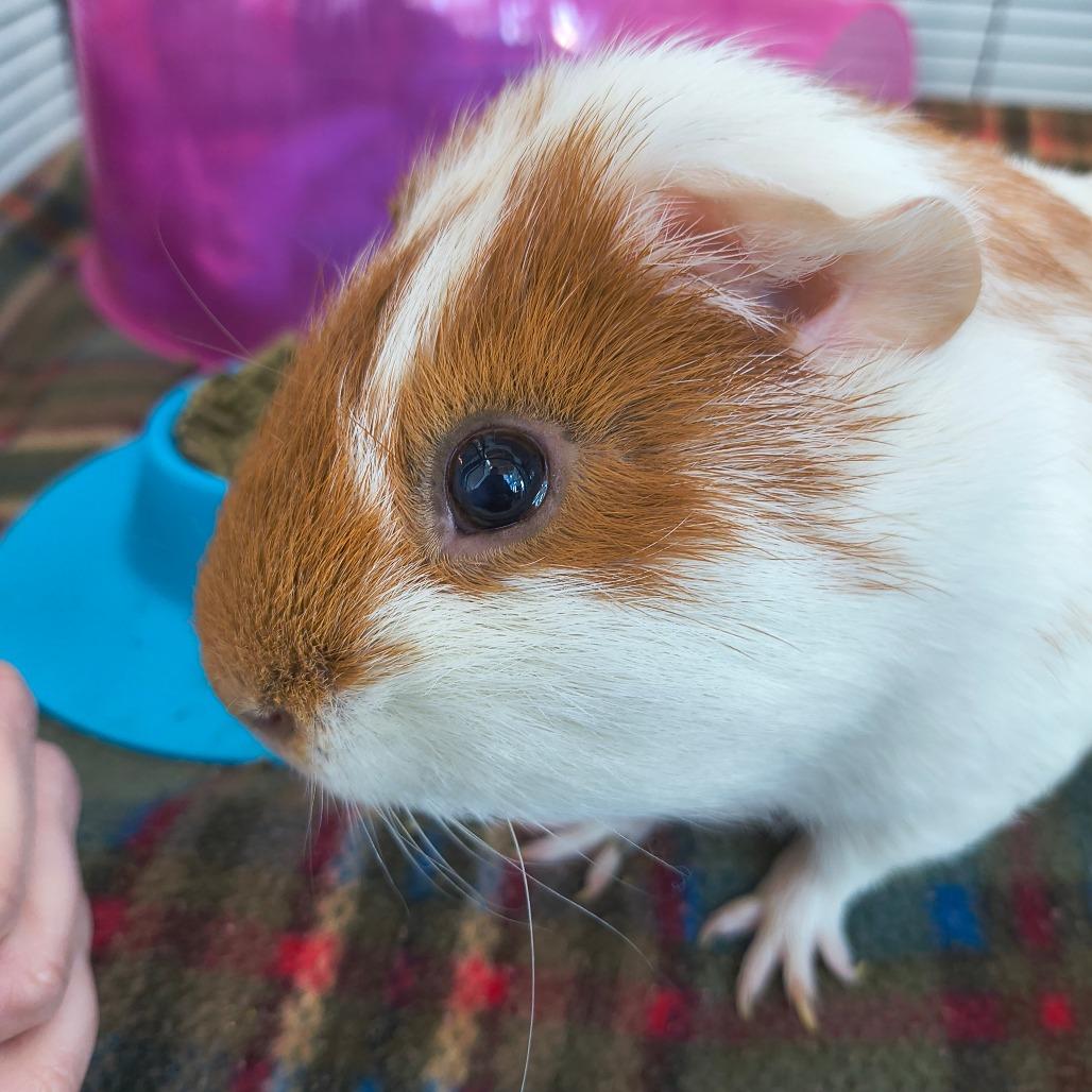 Ceasar, Adoptable, Adult Male Guinea Pig.