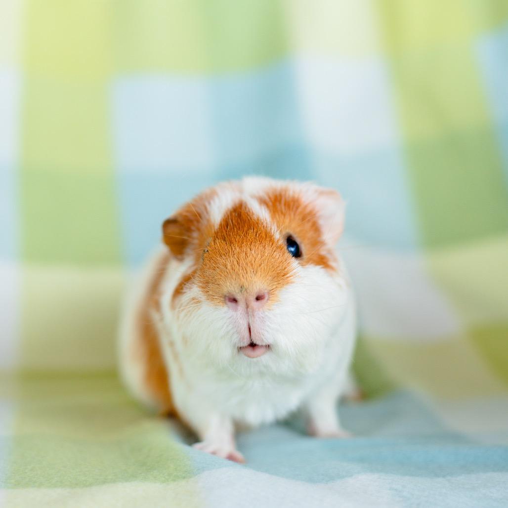 Enlarge Ceasar, a Adoptable Guinea Pig in Warwick, RI image 2/2