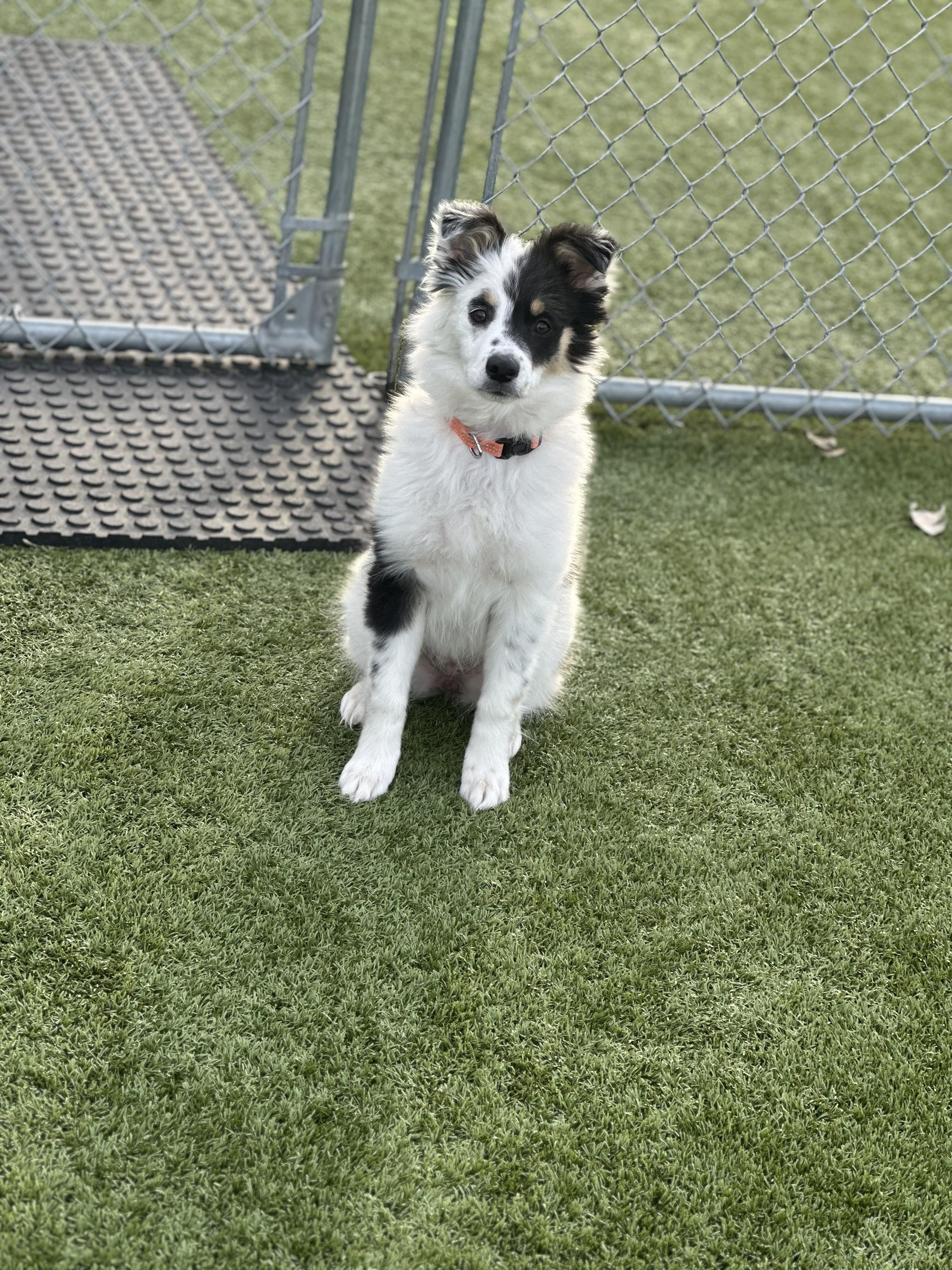 Enlarge Baily, an adopted Australian Shepherd in Boonville, MO image 1/2