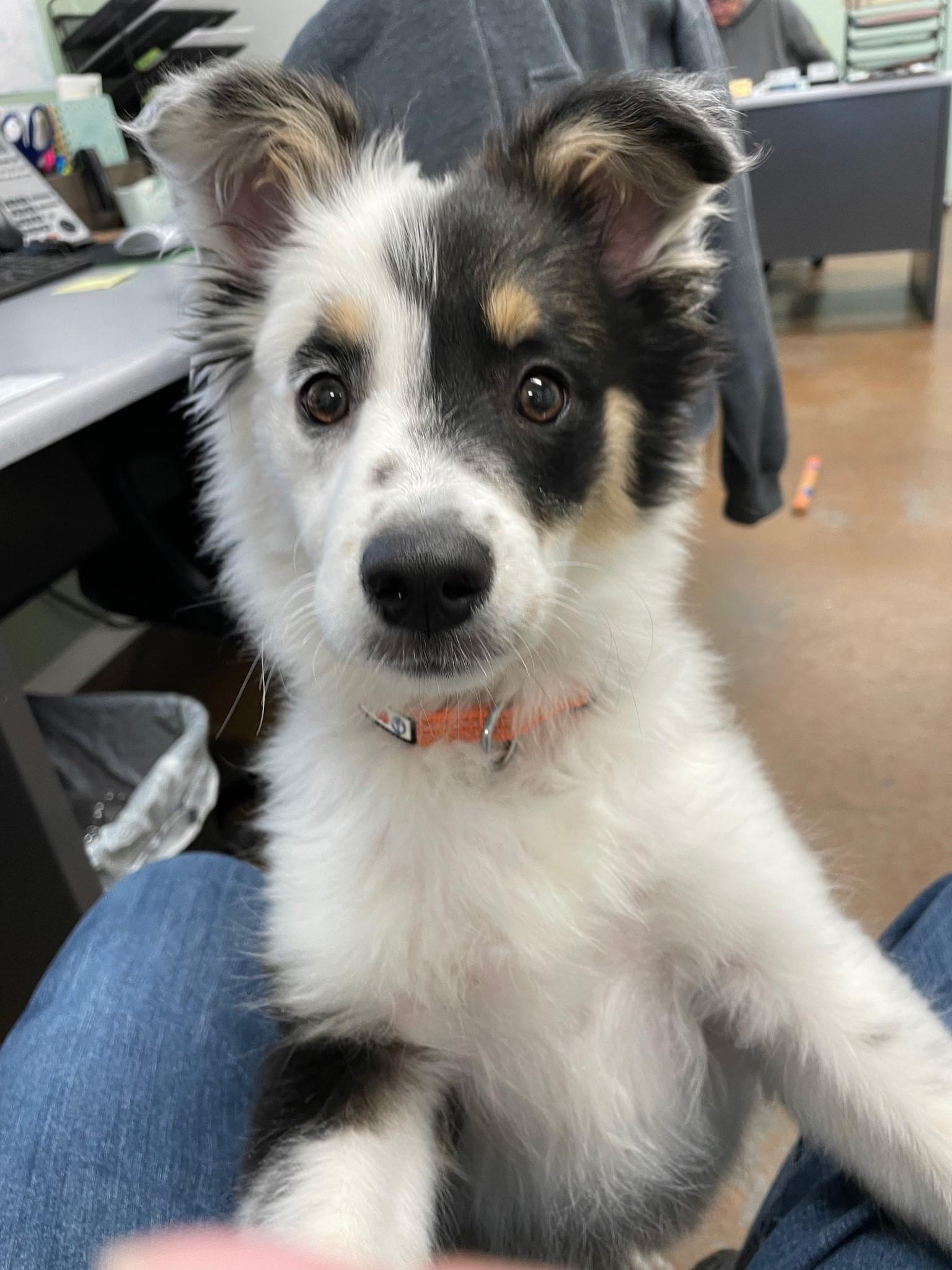 Enlarge Baily, an adopted Australian Shepherd in Boonville, MO image 2/2