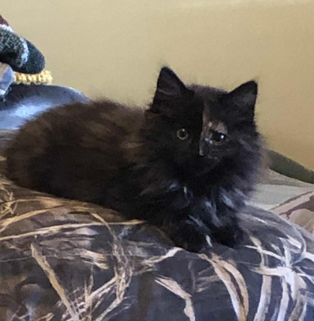 Enlarge WILLOW, a Adoptable Domestic Long Hair in Gresham, WI image 1/1
