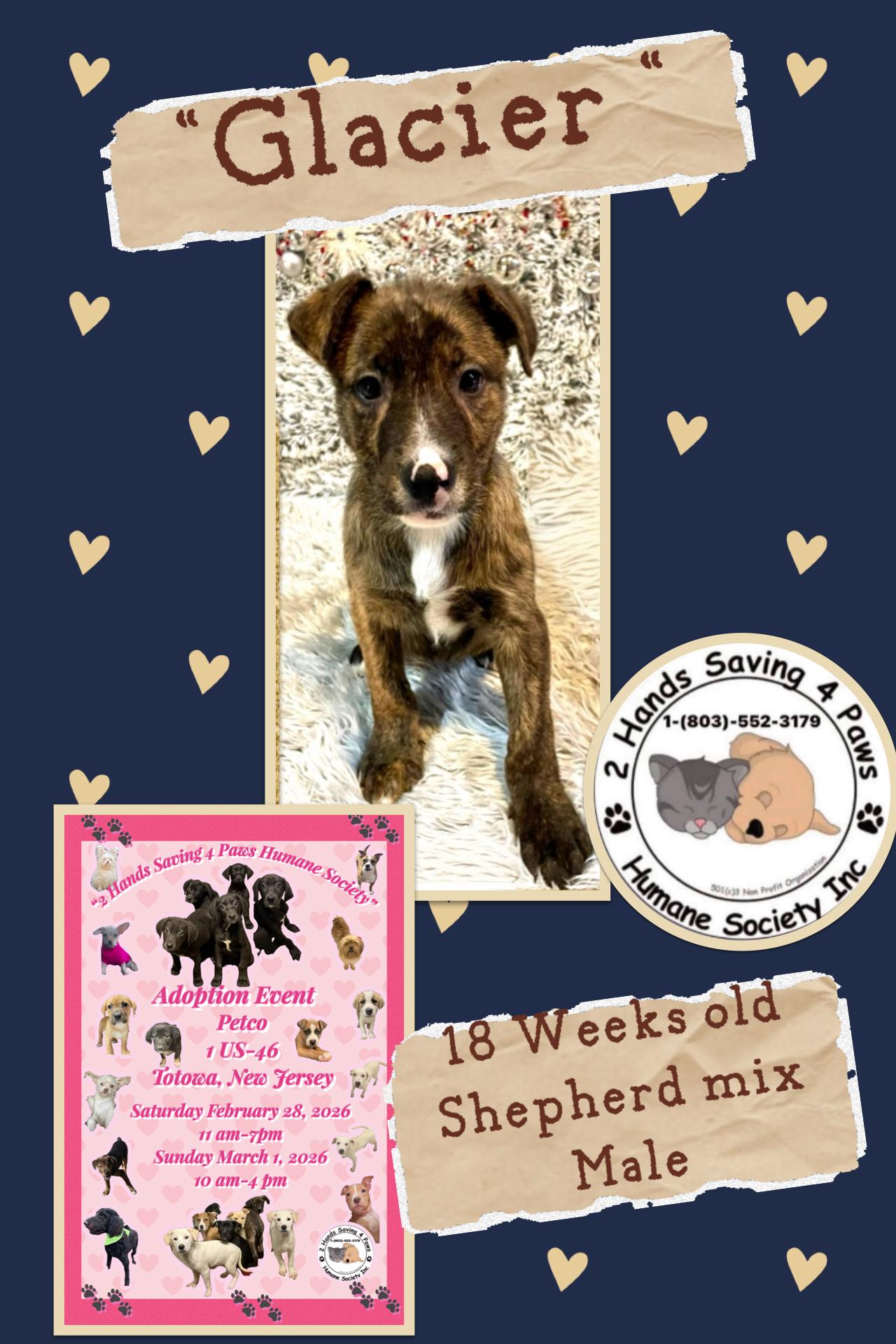 Enlarge “Glacier”, a ADOPTABLE mixed breed in Totowa, NJ image 1/2