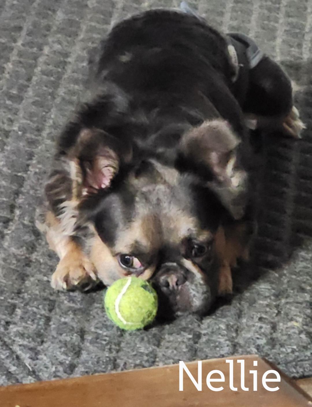 Nelly, Adoptable, Young Female French Bulldog.