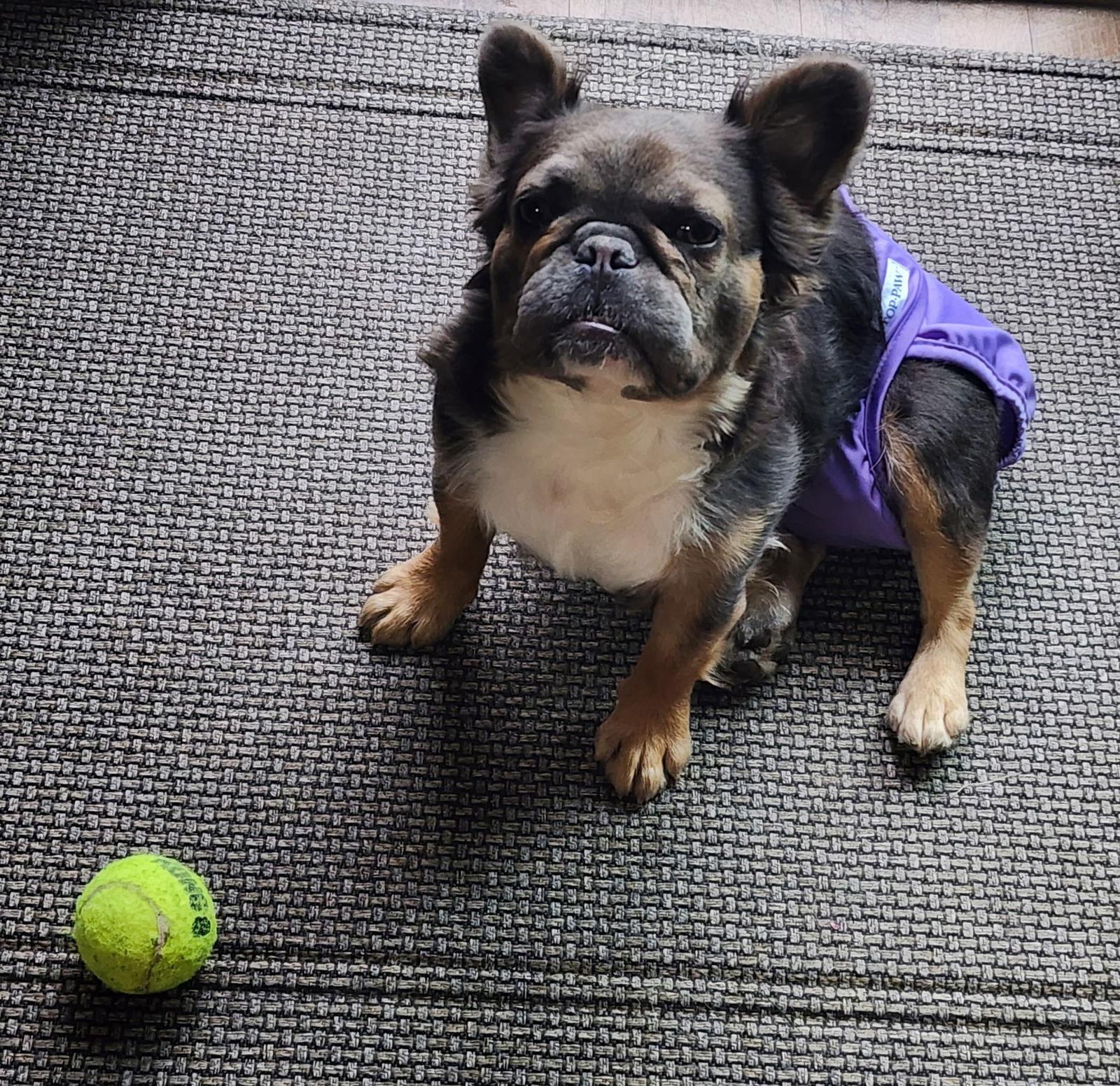 Nelly, Adoptable, Young Female French Bulldog.