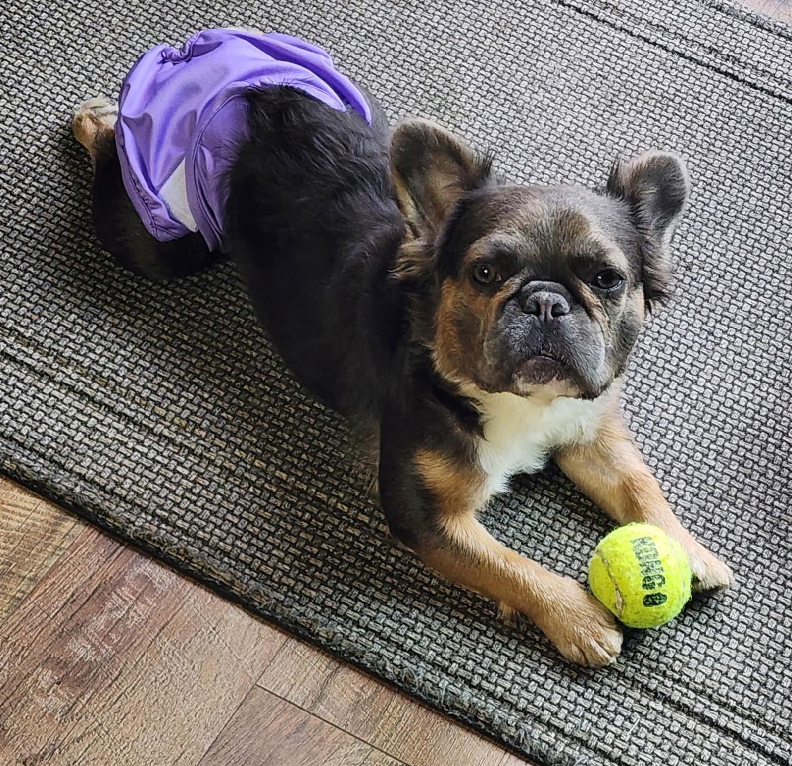 Nelly, a Adoptable French Bulldog in Sioux Falls, SD image 2/3