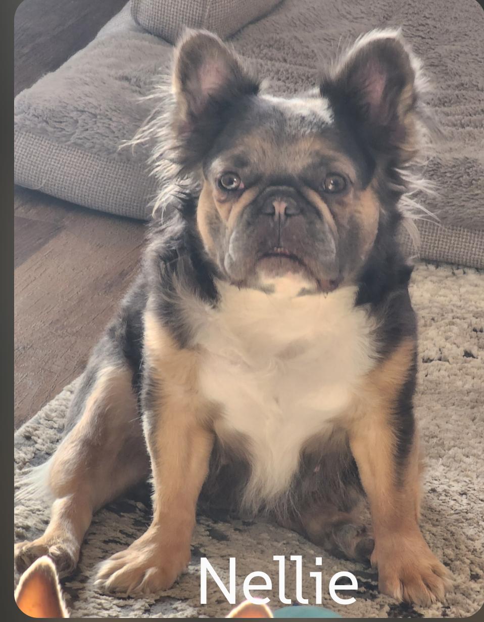 Enlarge Nelly, a Adoptable French Bulldog in Sioux Falls, SD image 2/3