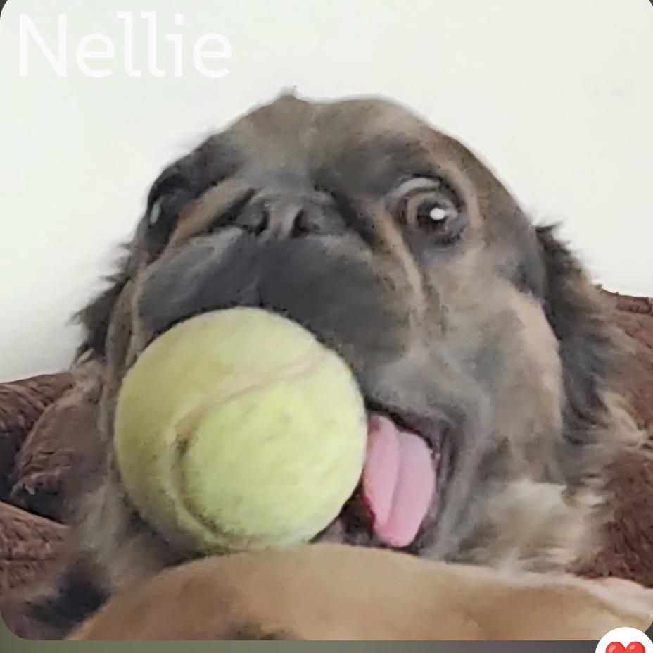 Enlarge Nelly, a Adoptable French Bulldog in Sioux Falls, SD image 3/3