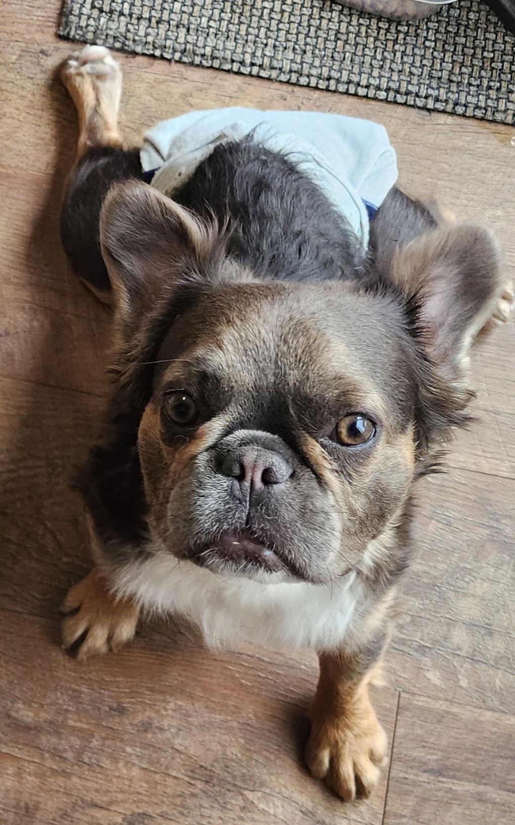 Nelly, a Adoptable French Bulldog in Sioux Falls, SD image 3/3