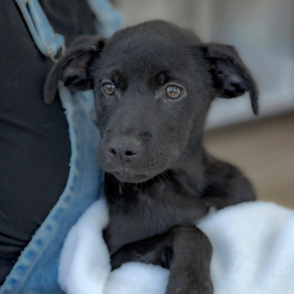 Enlarge Snickers (5), a Adoptable Black Labrador Retriever in Chapel Hill, NC image 1/6