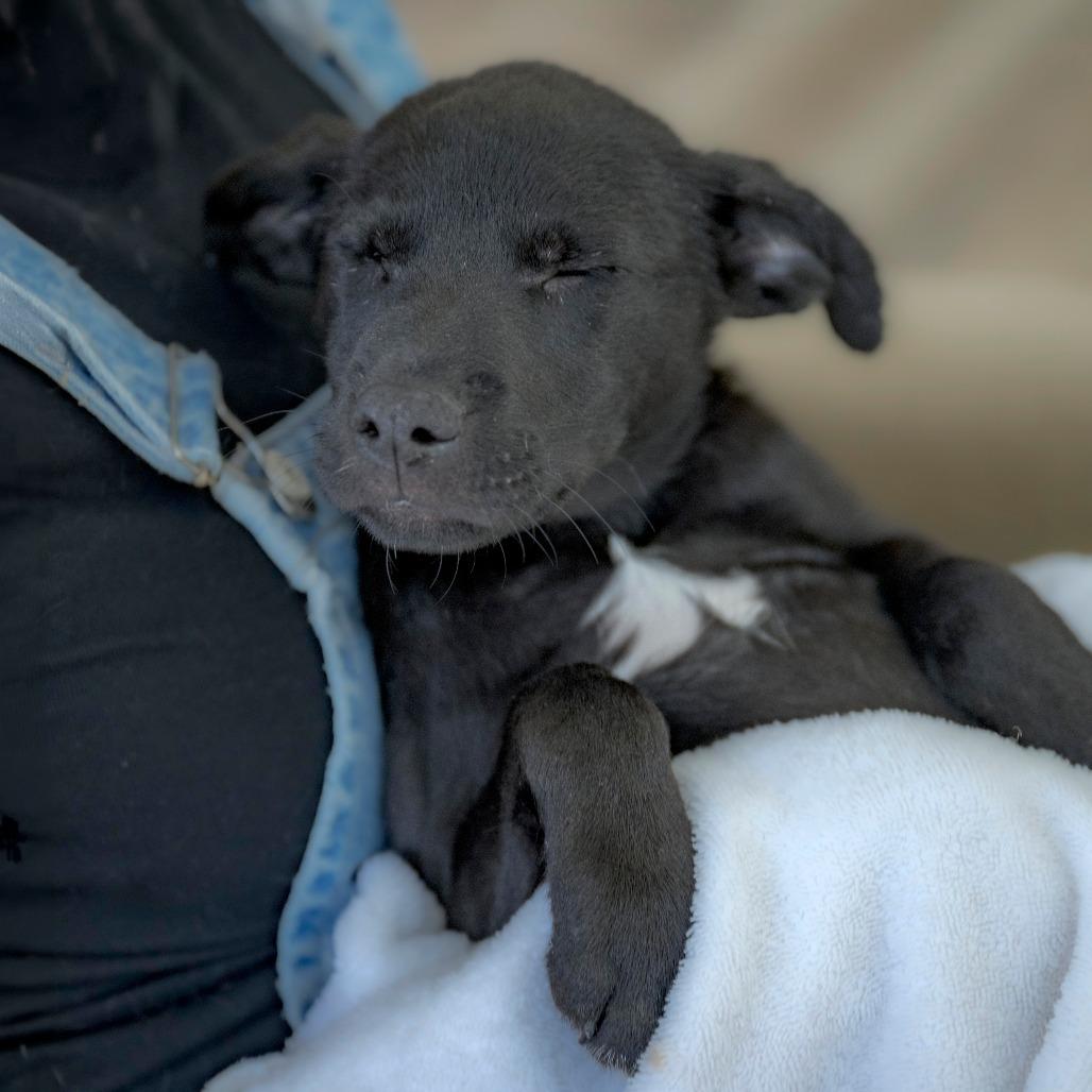 Enlarge Snickers (5), a Adoptable Black Labrador Retriever in Chapel Hill, NC image 2/6