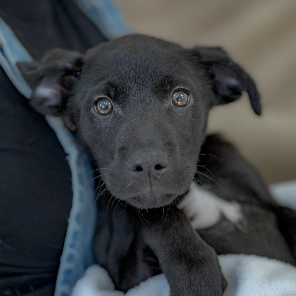 Enlarge Snickers (5), a Adoptable Black Labrador Retriever in Chapel Hill, NC image 3/6