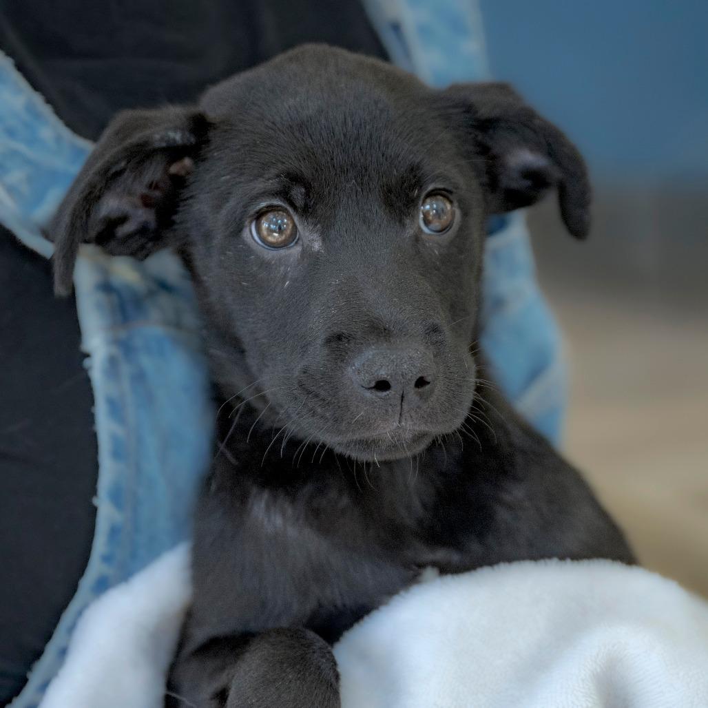 Enlarge Snickers (5), a Adoptable Black Labrador Retriever in Chapel Hill, NC image 4/6