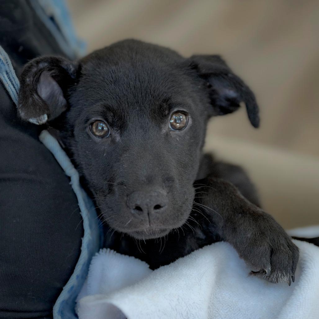 Enlarge Snickers (5), a Adoptable Black Labrador Retriever in Chapel Hill, NC image 5/6