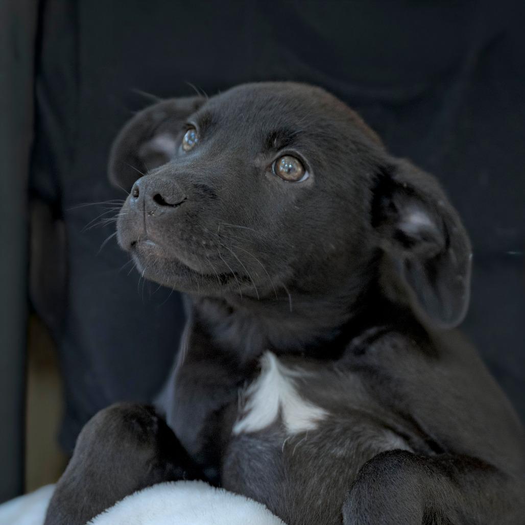 Enlarge Snickers (5), a Adoptable Black Labrador Retriever in Chapel Hill, NC image 6/6