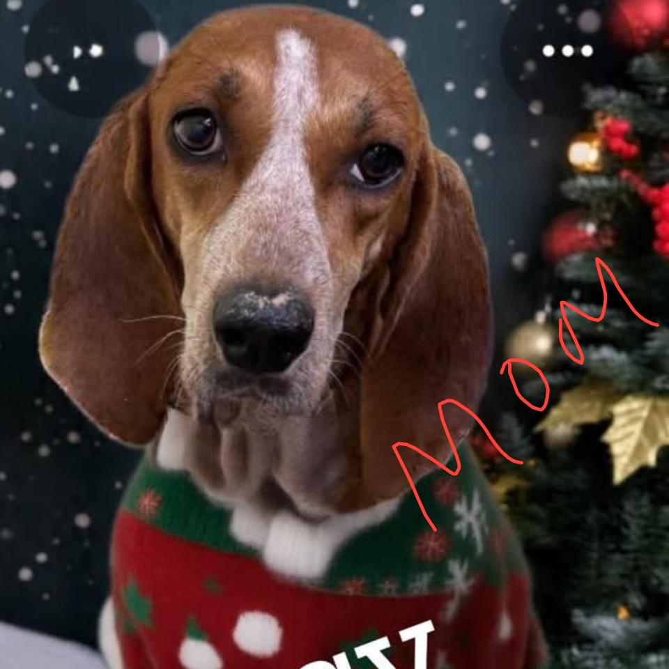 Enlarge Frieda (Royal Blue collar), a Adoptable Redbone Coonhound in Newport, TN image 1/6