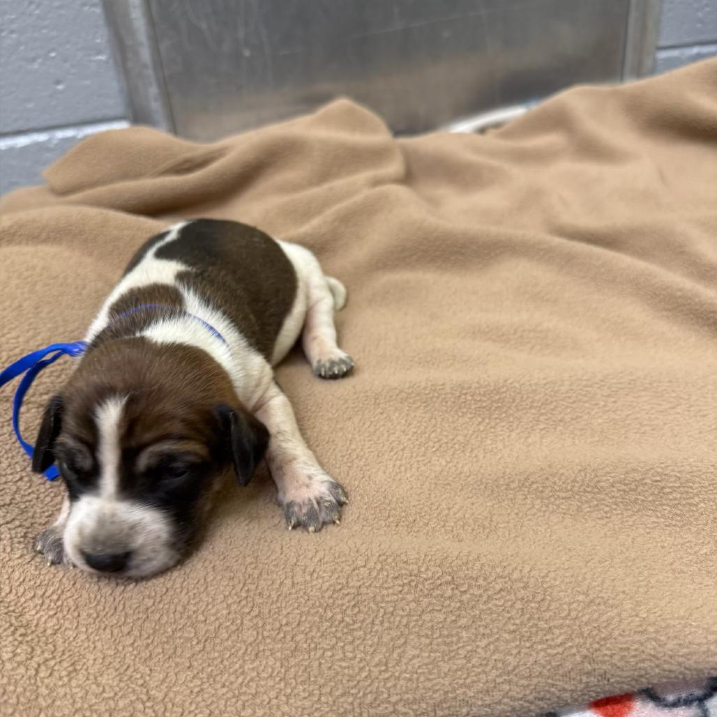 Enlarge Frieda (Royal Blue collar), a Adoptable Redbone Coonhound in Newport, TN image 3/6