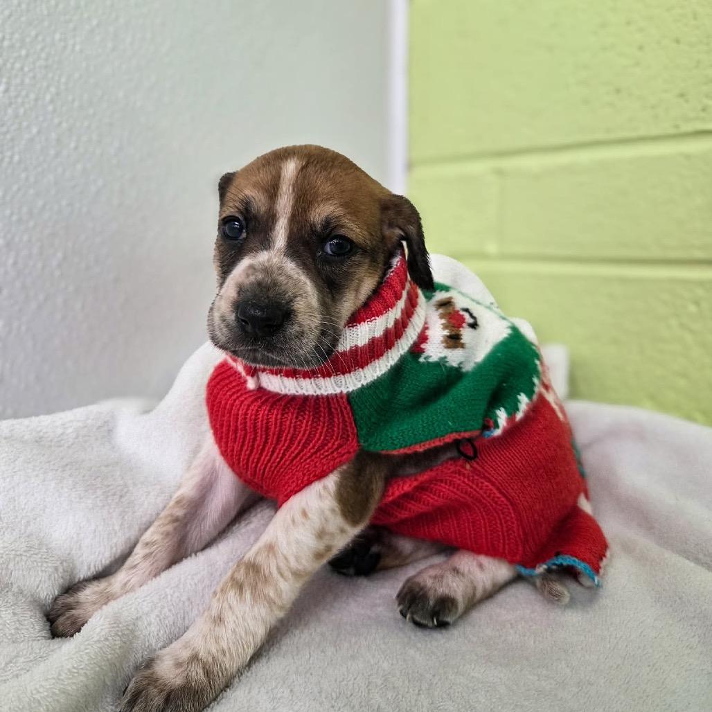 Enlarge Frieda (Royal Blue collar), a Adoptable Redbone Coonhound in Newport, TN image 4/6